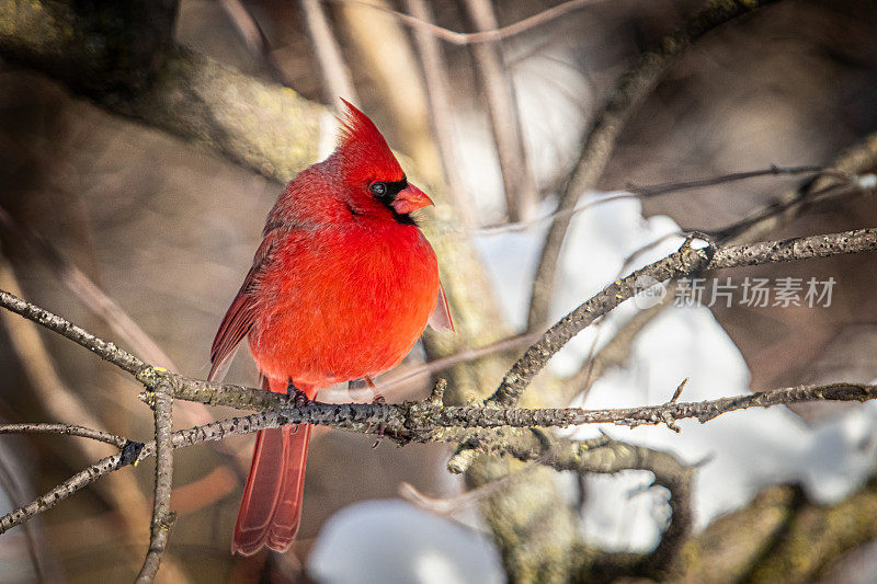 雄性红红衣主教(Cardinalis Cardinalis)，冬季的红衣主教鸟。